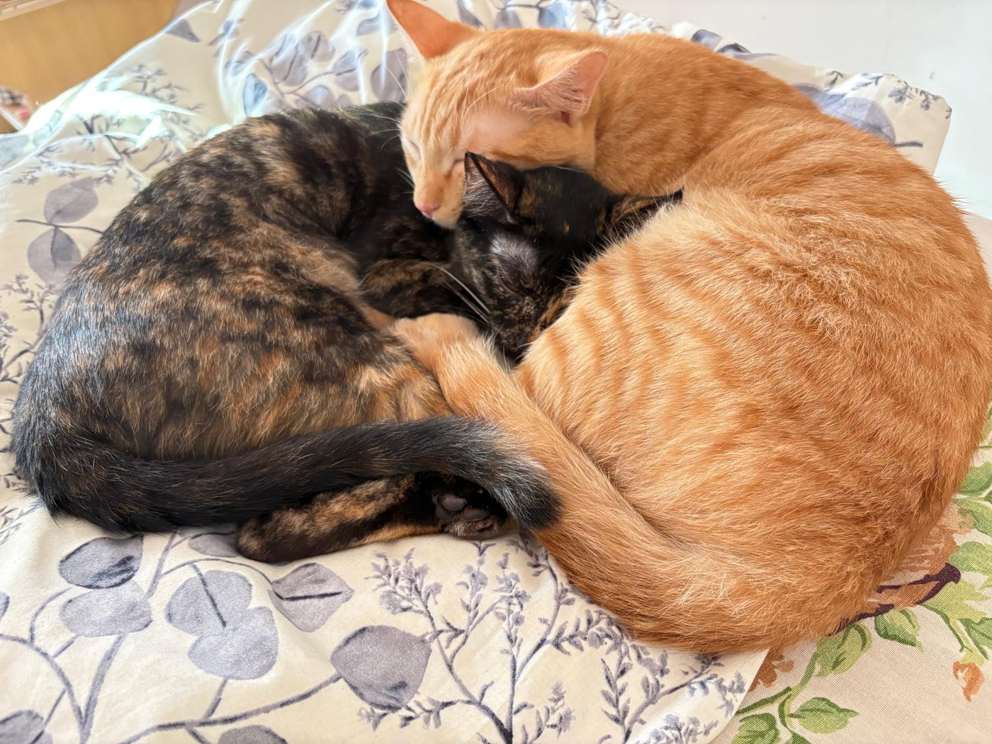 Ansh's two cats, a ginger and a tortoiseshell, curled up asleep together